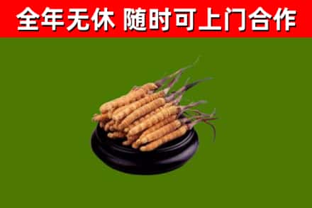 君山回收散虫草